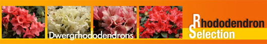 Wuloplant: specialiteit Rhododendron